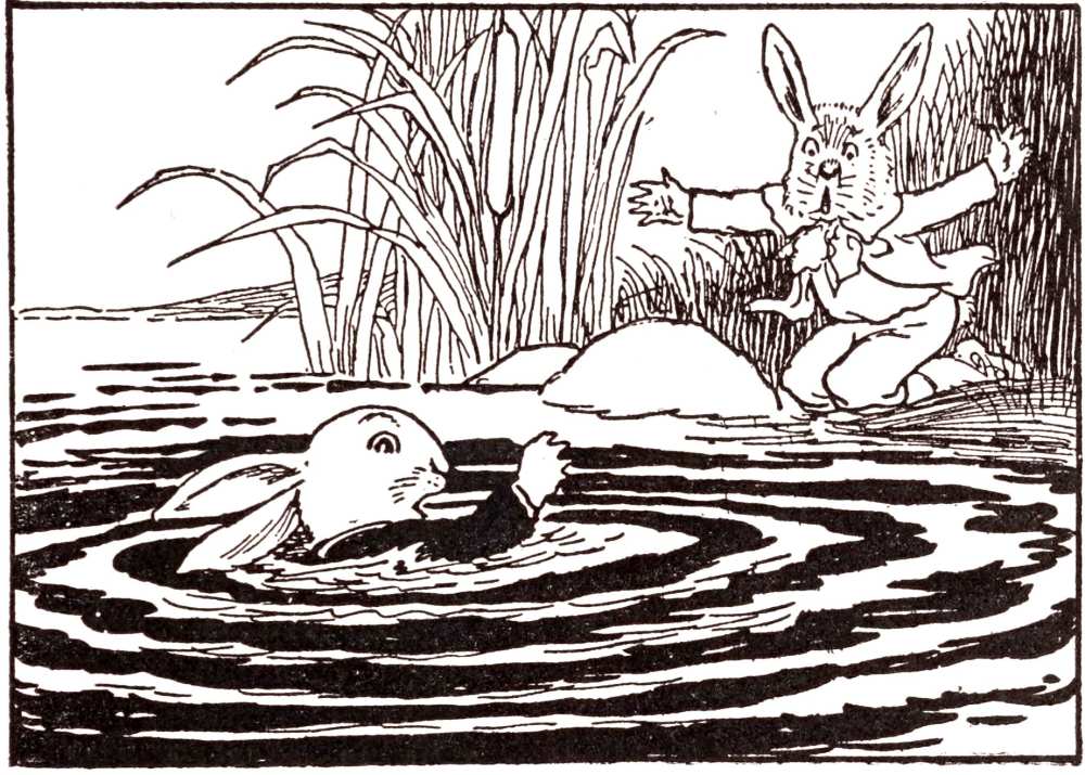 Rabbit in stream