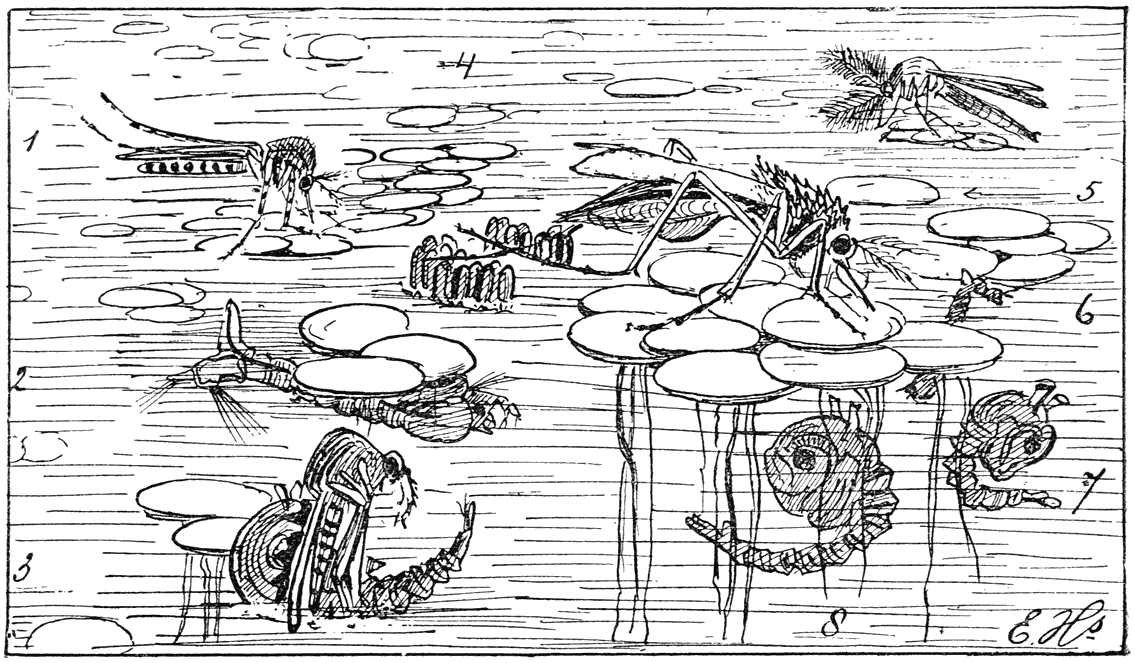 1 Geringde steekmug, 2 larve, 3 pop waaruit de mug te voorschijn komt, 4 ’t eiervlotje, gelegd door ’t wijfje 6, 5 mannetje, 7 en 8 beweeglijke poppen.