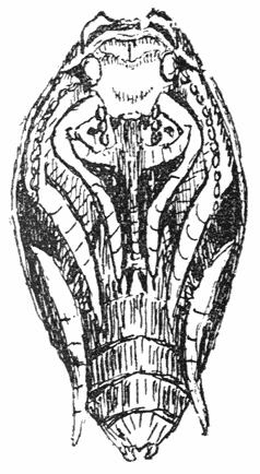 Pop van Dytiscus marginalis.