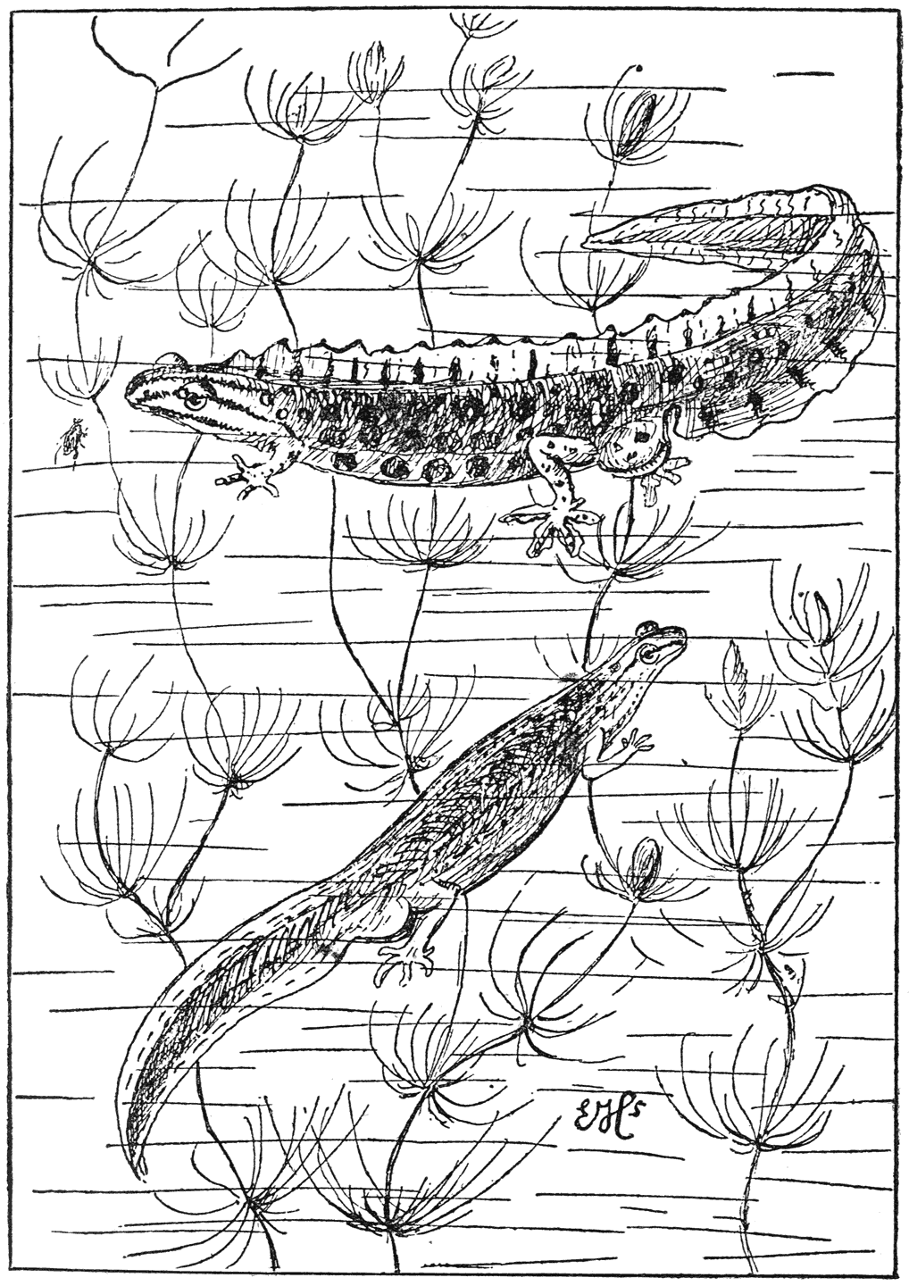 Mannetje en wijfje van den kleinen salamander (Molge vulgaris) Grijs met bruin gevlekt. Onderzijde oranje met zwarte stippen, ’t mannetje met geel en zwart gevlekte kam.