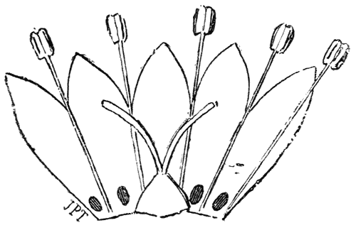 Veenwortel (Polygonum amphibium.) Kortstijlige bloem.