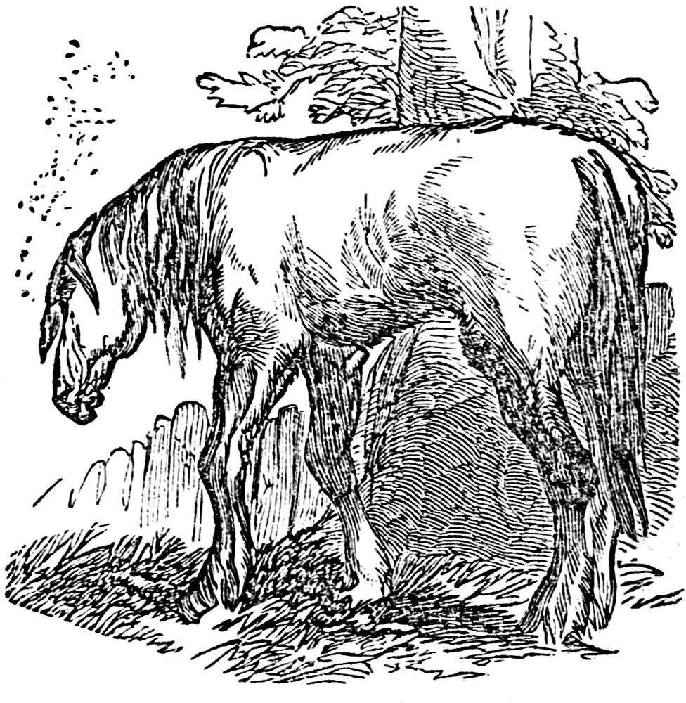 Horse standing with head down.