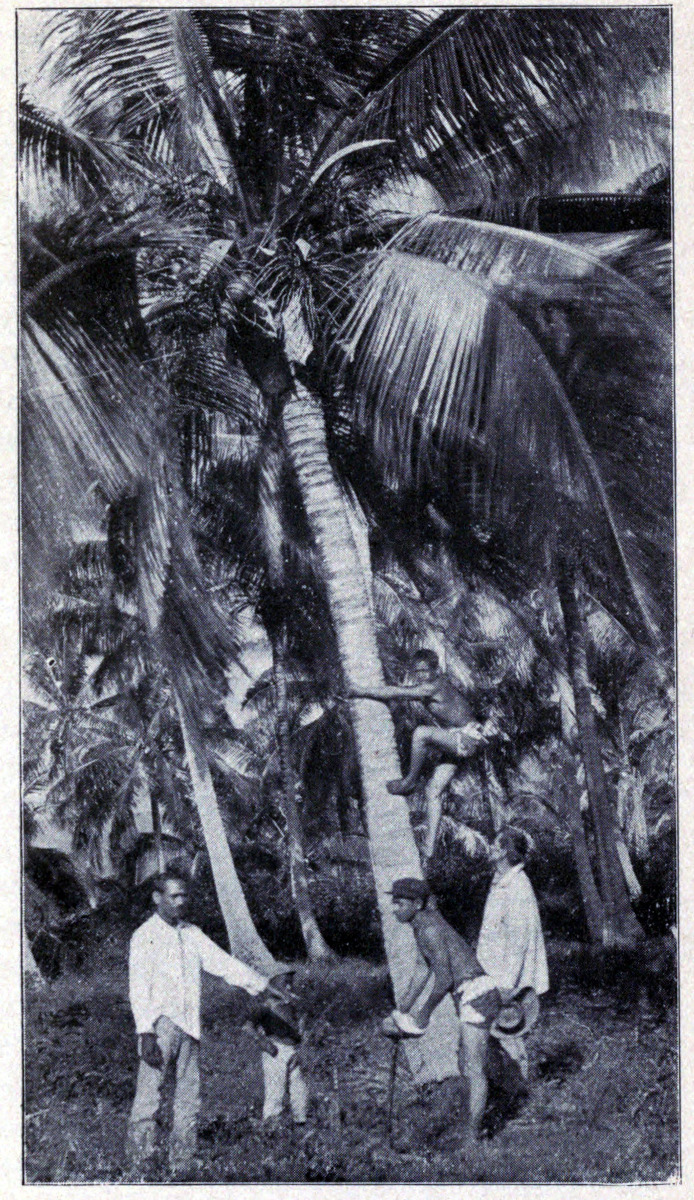 PICKING COCOANUTS