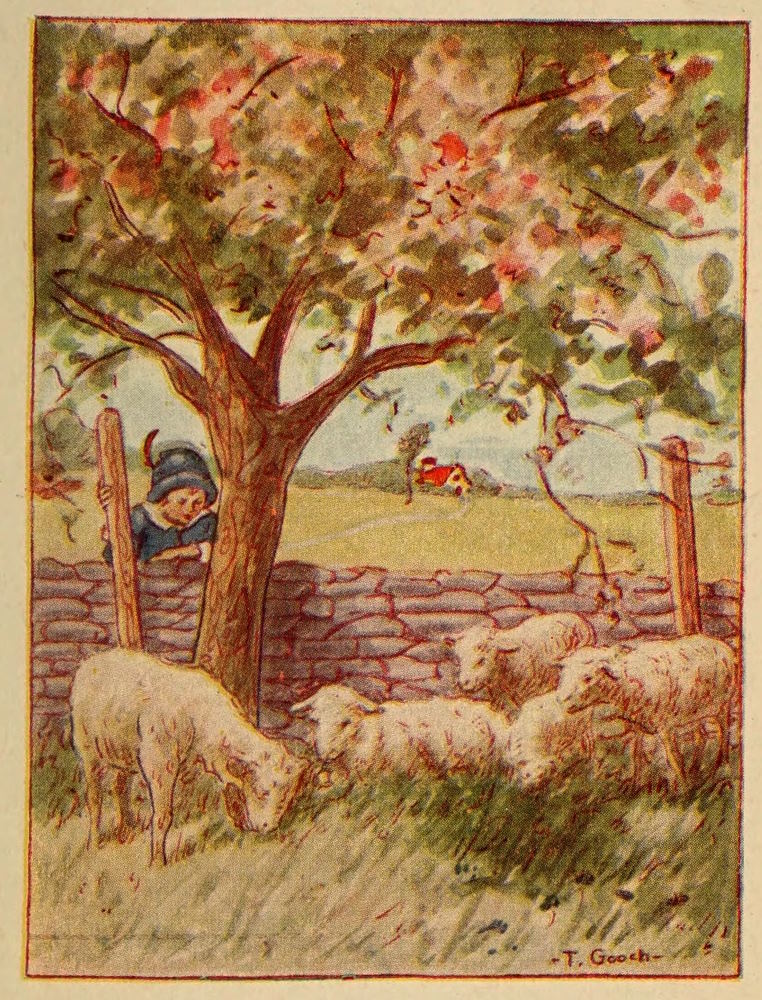 Lambs in pen