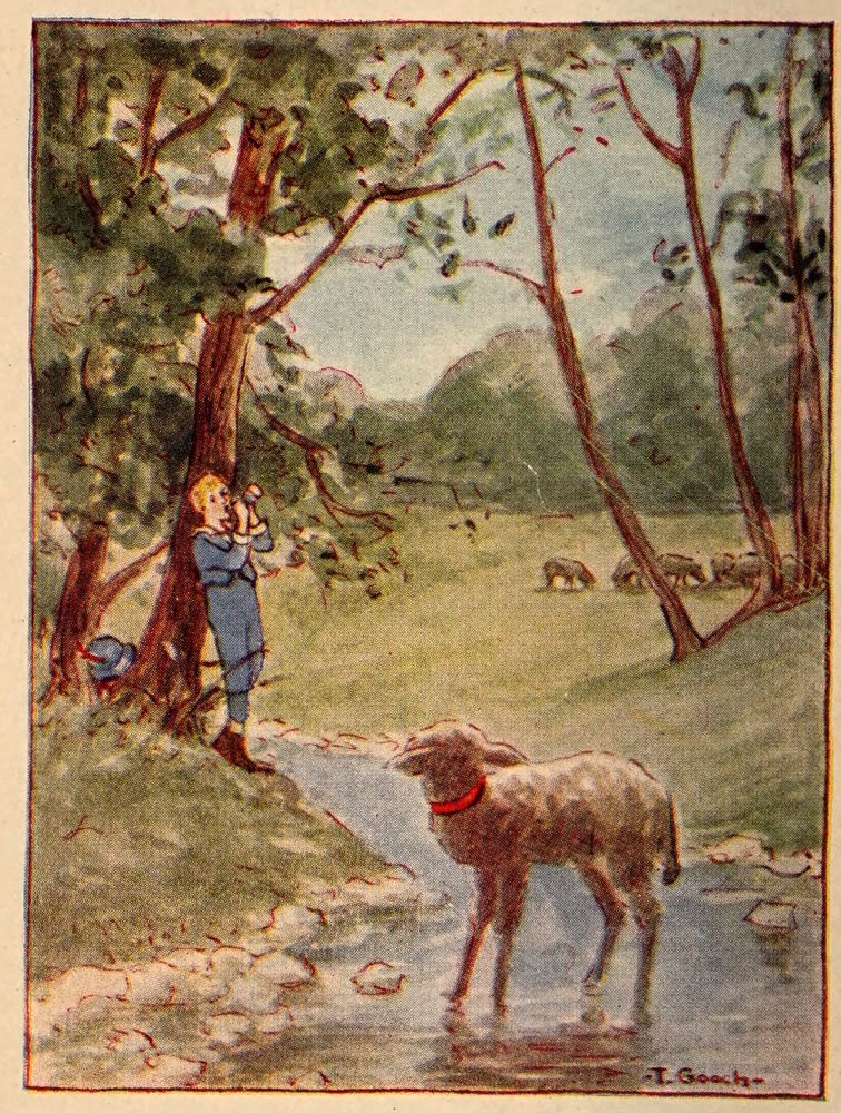 Lamb in stream