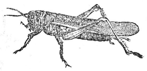 Locust