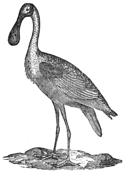 Spoonbill