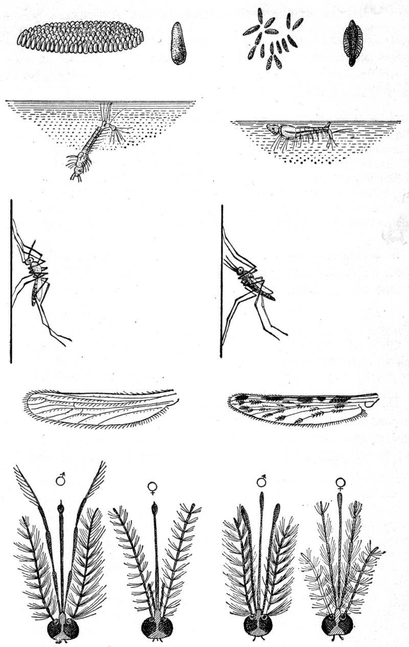 Line drawings of mosquitos and parasites.