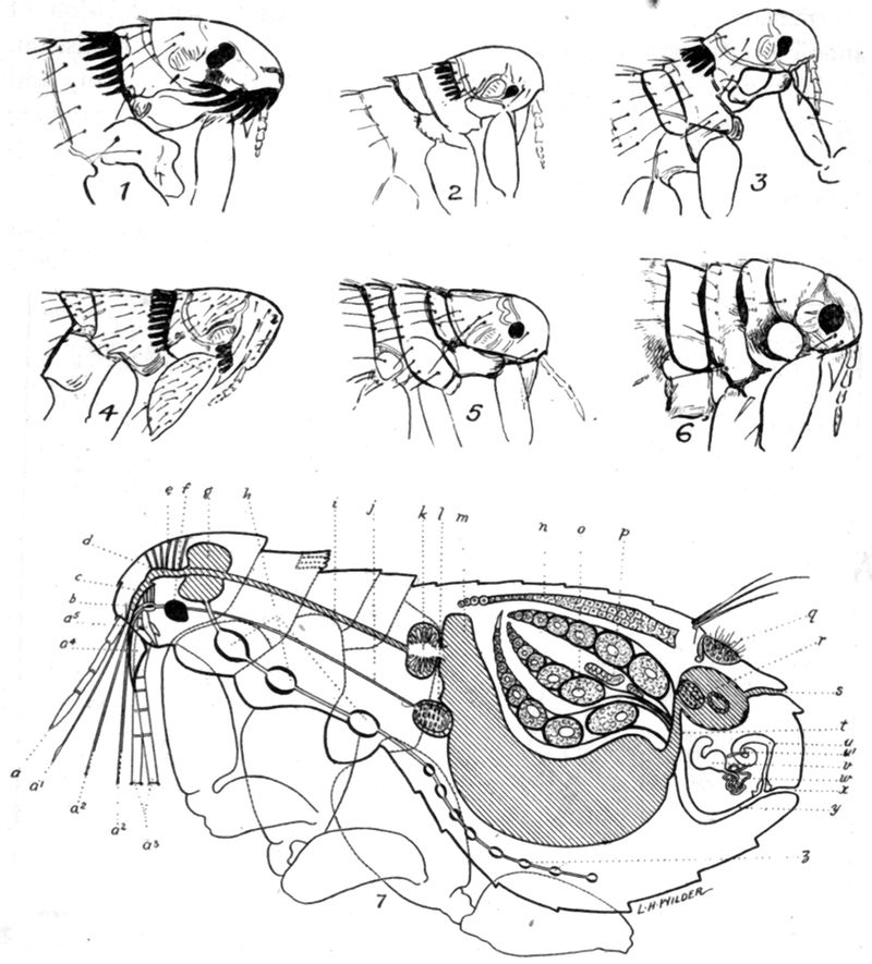Anatomy of a rat flea.
