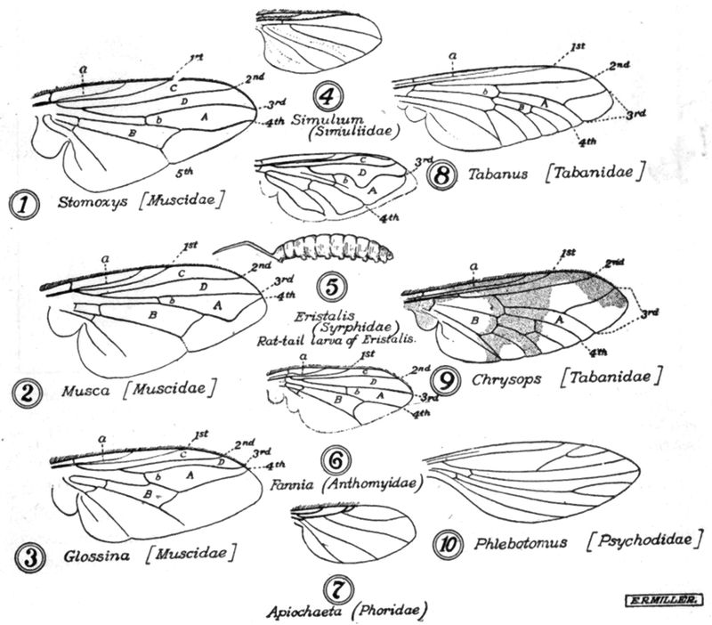 Line drawings of butterfly wings.