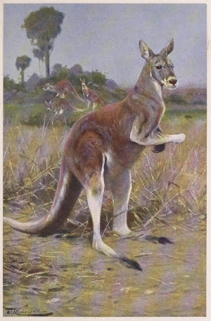 roo