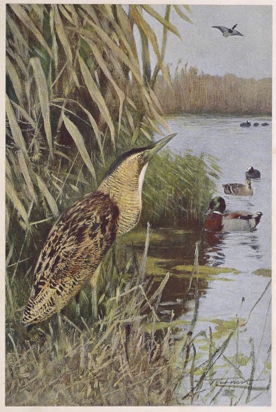 bittern