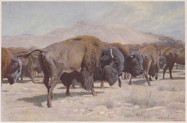 bison