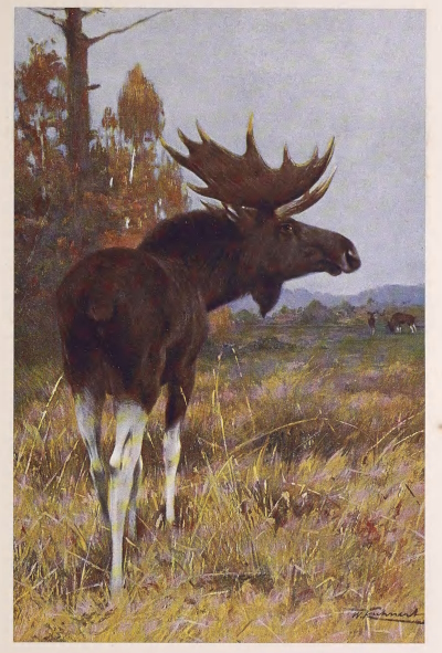 elk