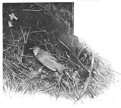 Illustration: FEMALE WOOD WREN