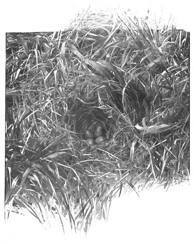 SKYLARK’S NEST AND EGGS.