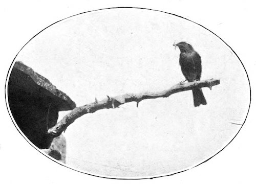 MALE REDSTART WITH FOOD FOR YOUNG