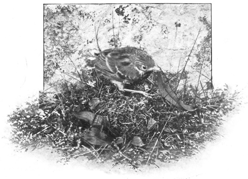 YOUNG MEADOW PIPIT