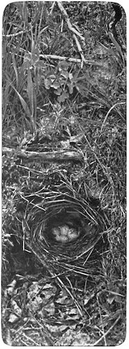 WILLOW WREN’S NEST AND EGGS