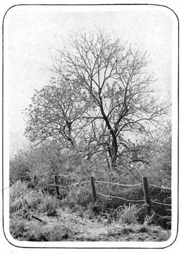 trees and fence