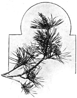 fir branch