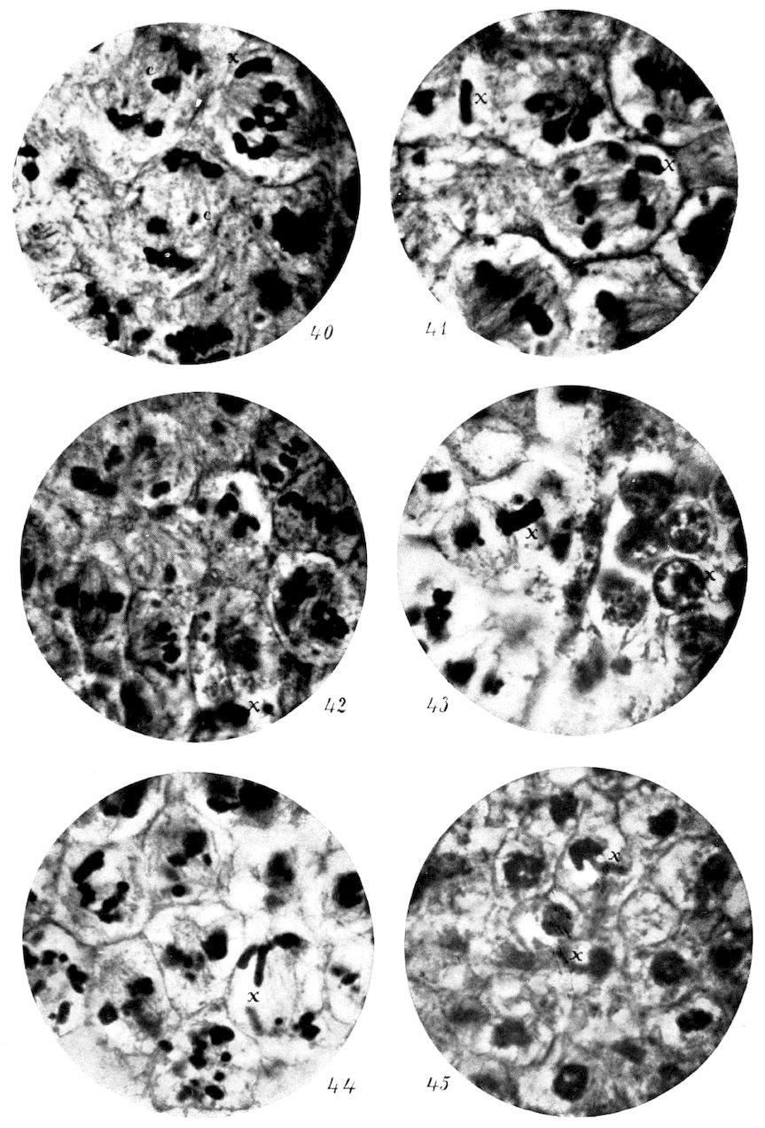 Spermatocytes