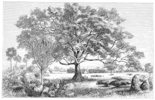KHAYA-TREE