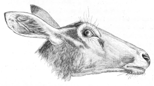 female antelope
