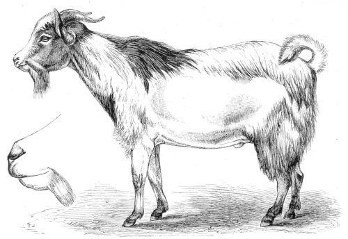 Bongo Goat