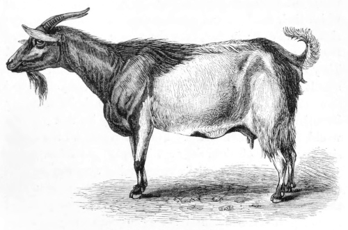 Short-bodied Goat