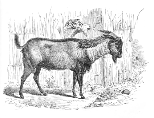 Goat of the Bongo