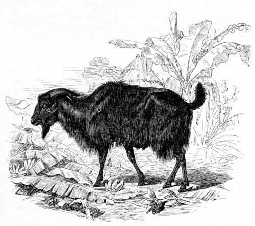 Goat of the Momvoo