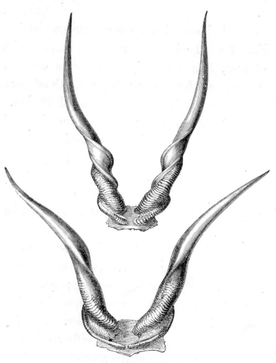 Eland horns