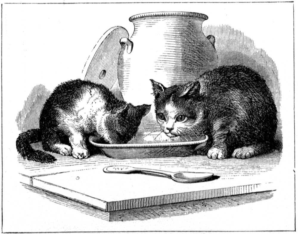 Two cats eating