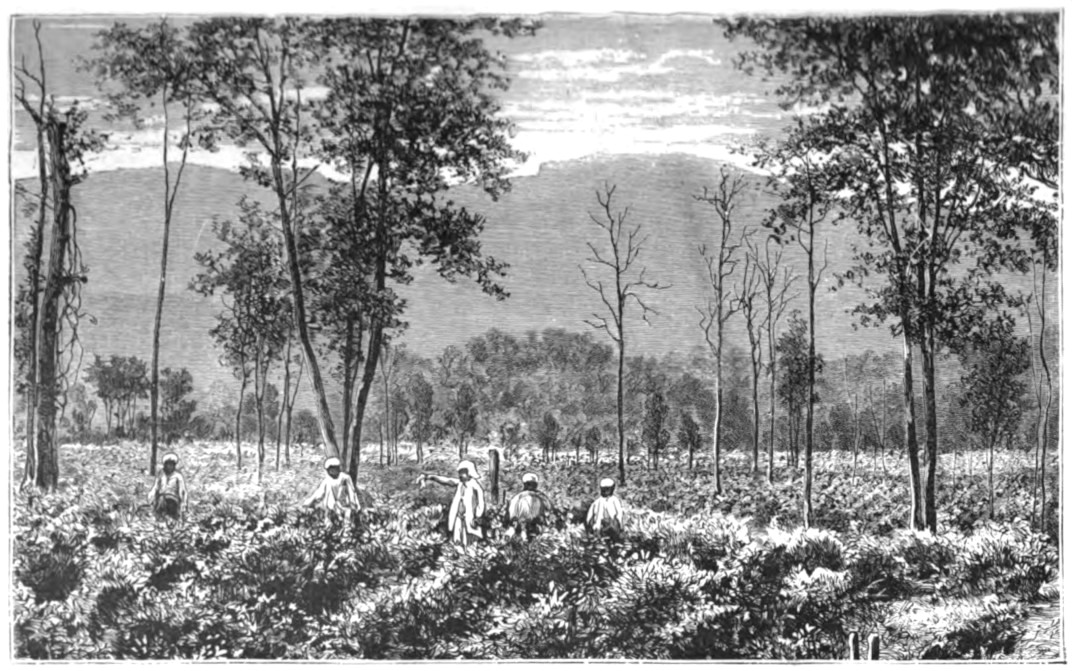 Plantation de thé dans les environs de Kangra.