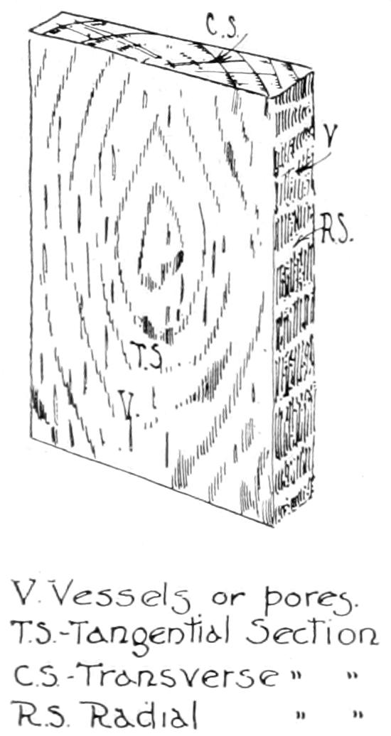 Structure of wood