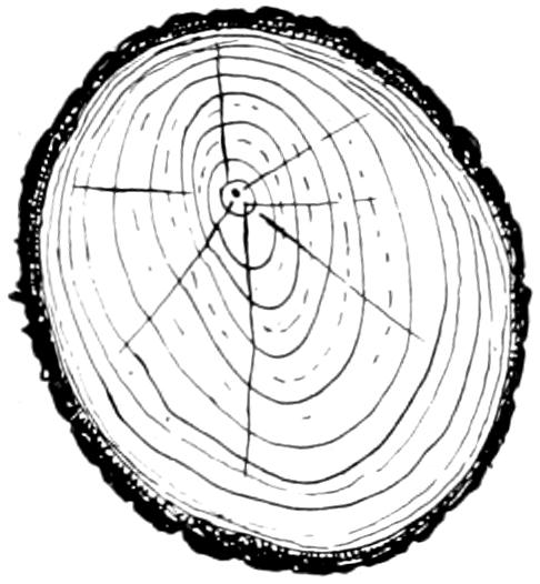 Cross section of tree trunk with annual rings