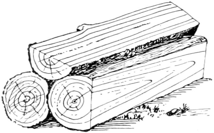 Longitudinal section of log