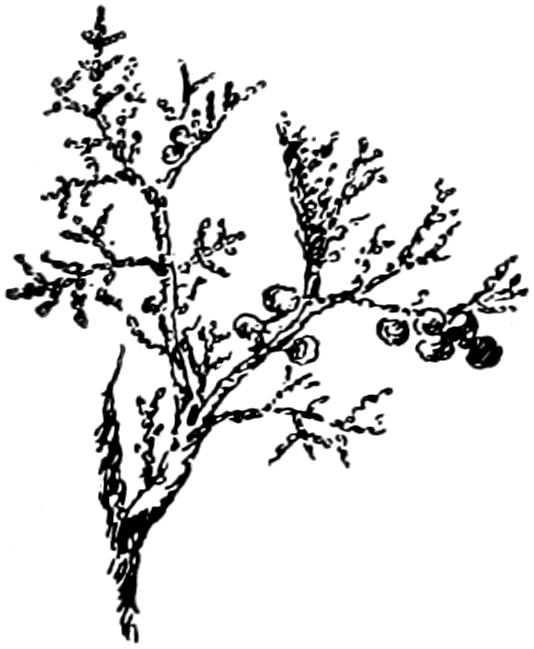 Cedar twig and fruits