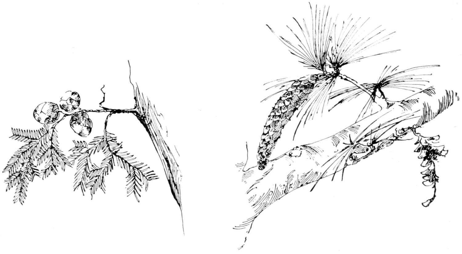 Cypress twig, needles and cone; pine branch and twig, needles and cone