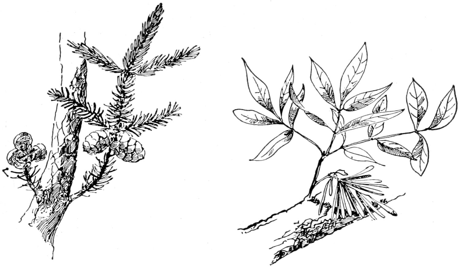 Spruce twig, needles and cones; ash twig, leaves and fruits