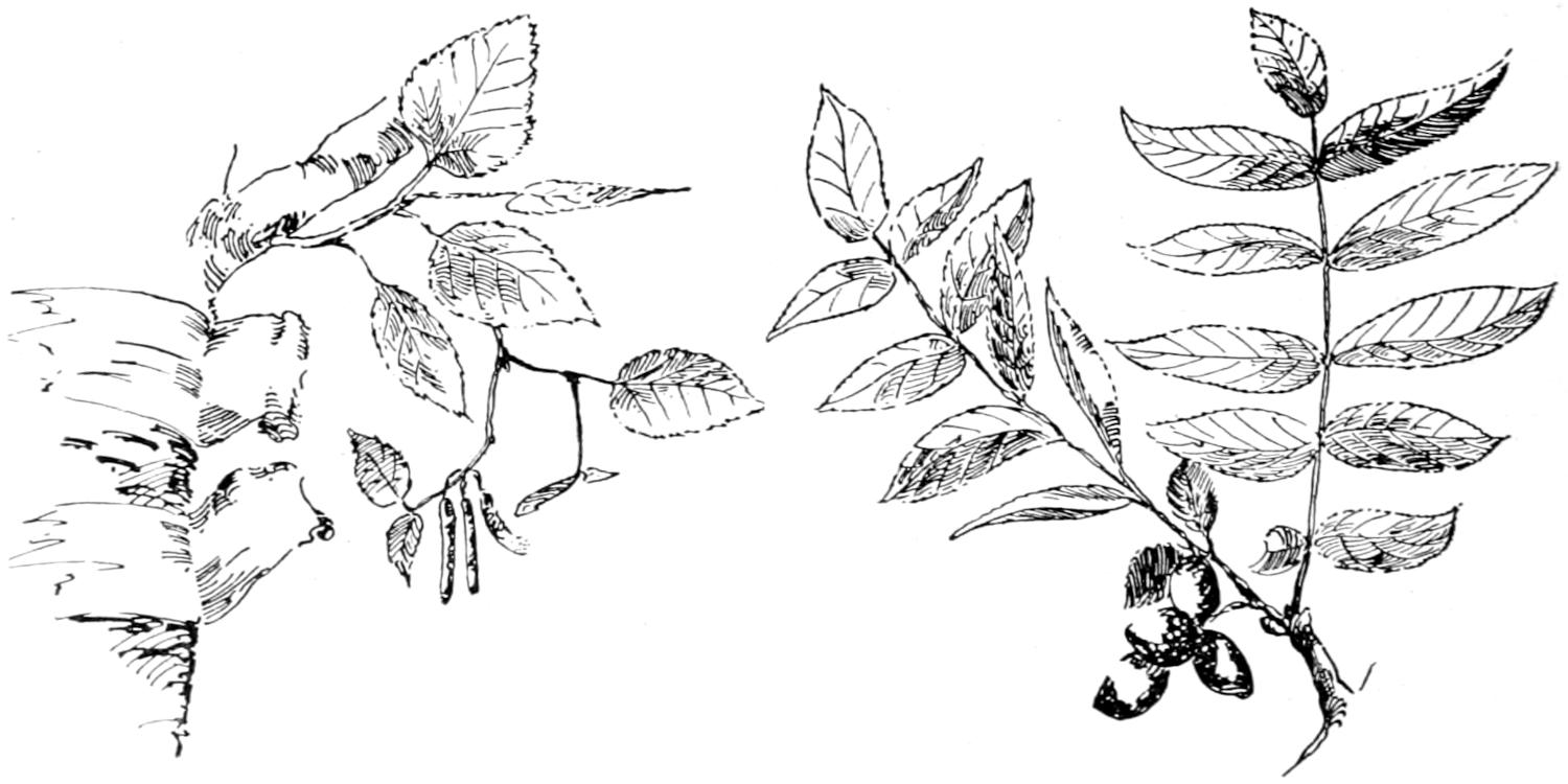 Birch twig with leaves and flowers; butternut twig, leaves and nuts
