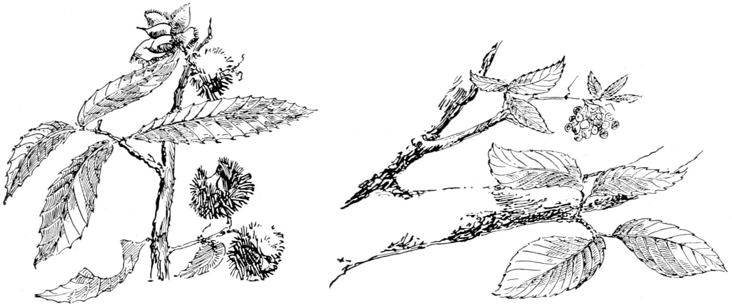 Chestnut twig, leaves and fruits; elm twig, leaves and fruits