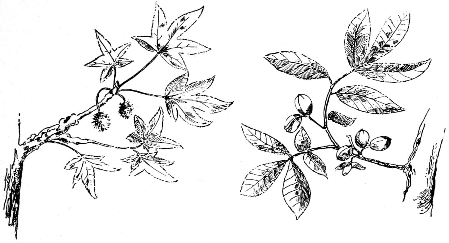 Sweet gum twig, leaves and fruits; hickory twig, leaves and nuts