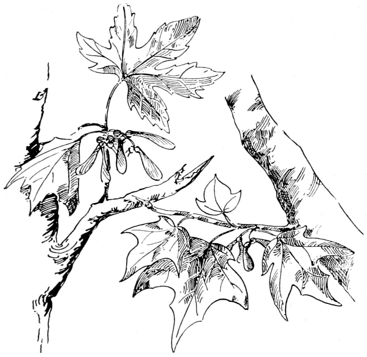 Maple twig, leaves and seed