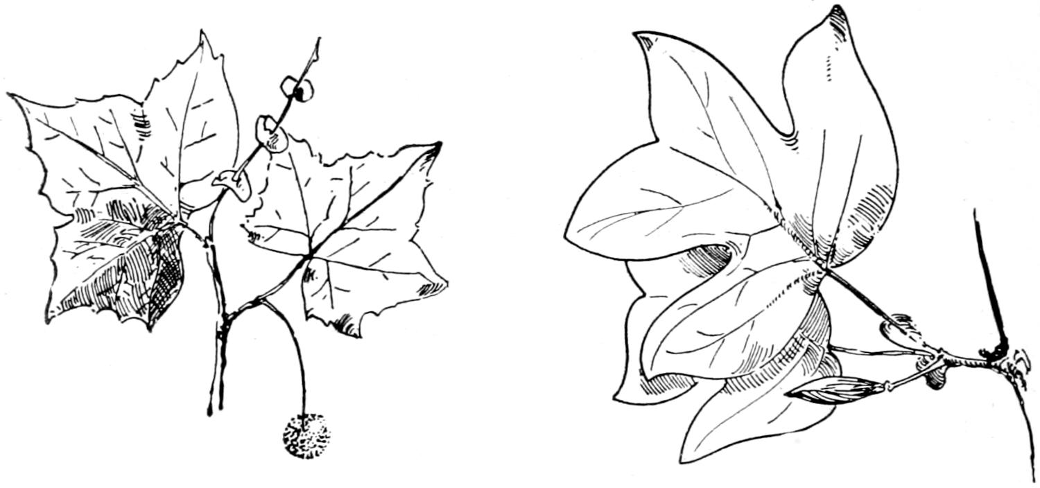 Sycamore twig, leaves and fruit; tulip wood twig, buds and leaves