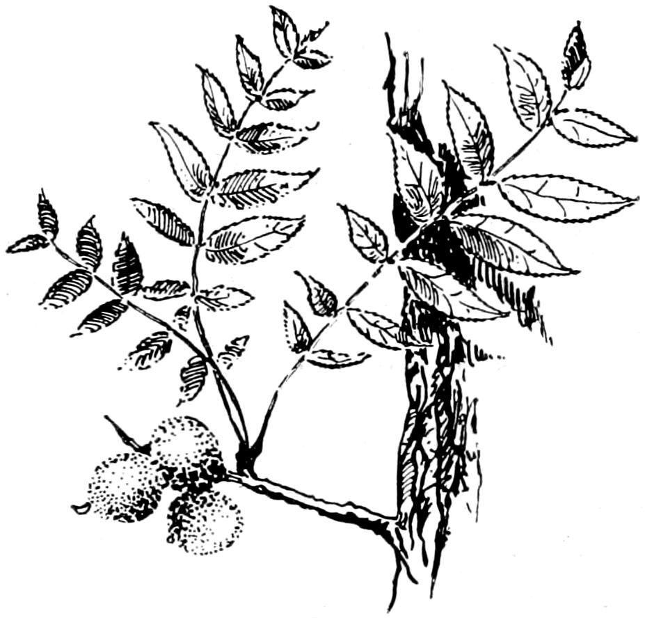 Walnit twig, leaves and fruit