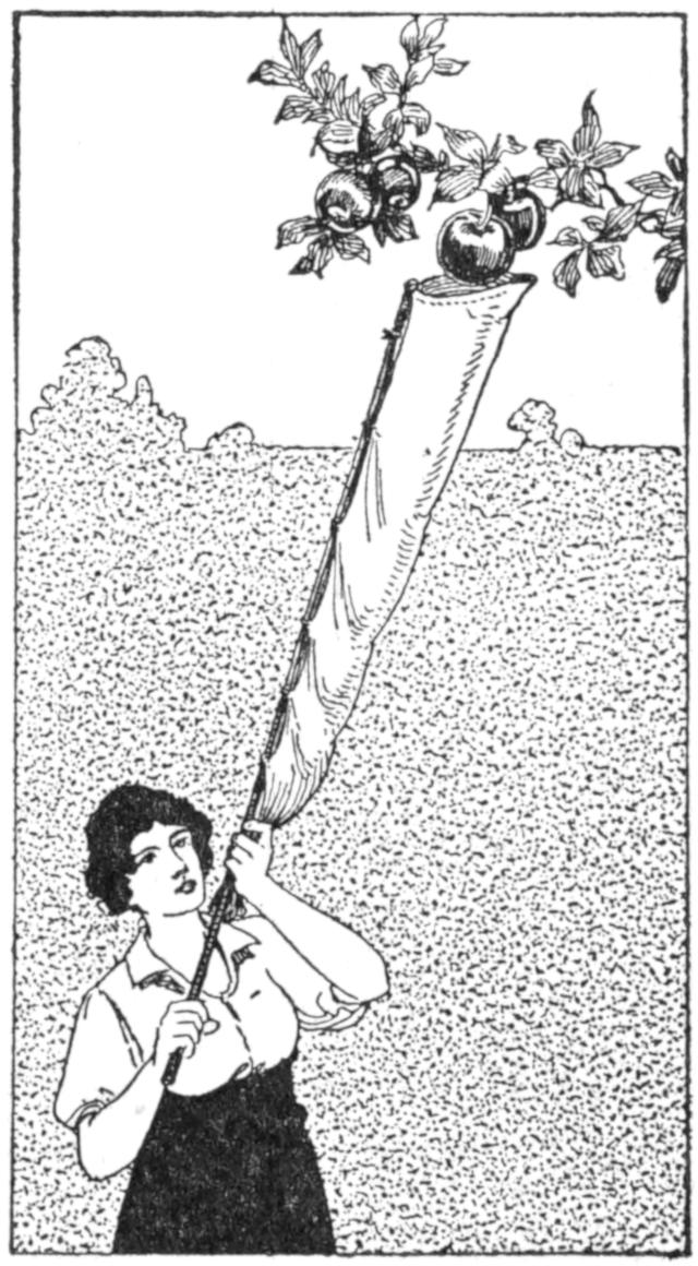 Woman using fruit-picking pole