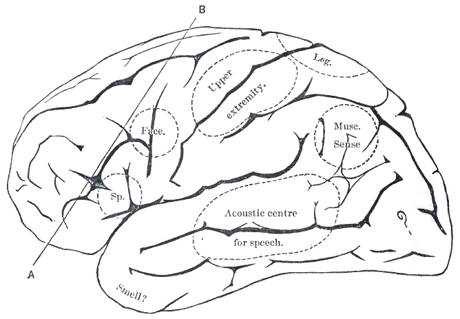 Lateral aspect of the cerebral hemisphere
