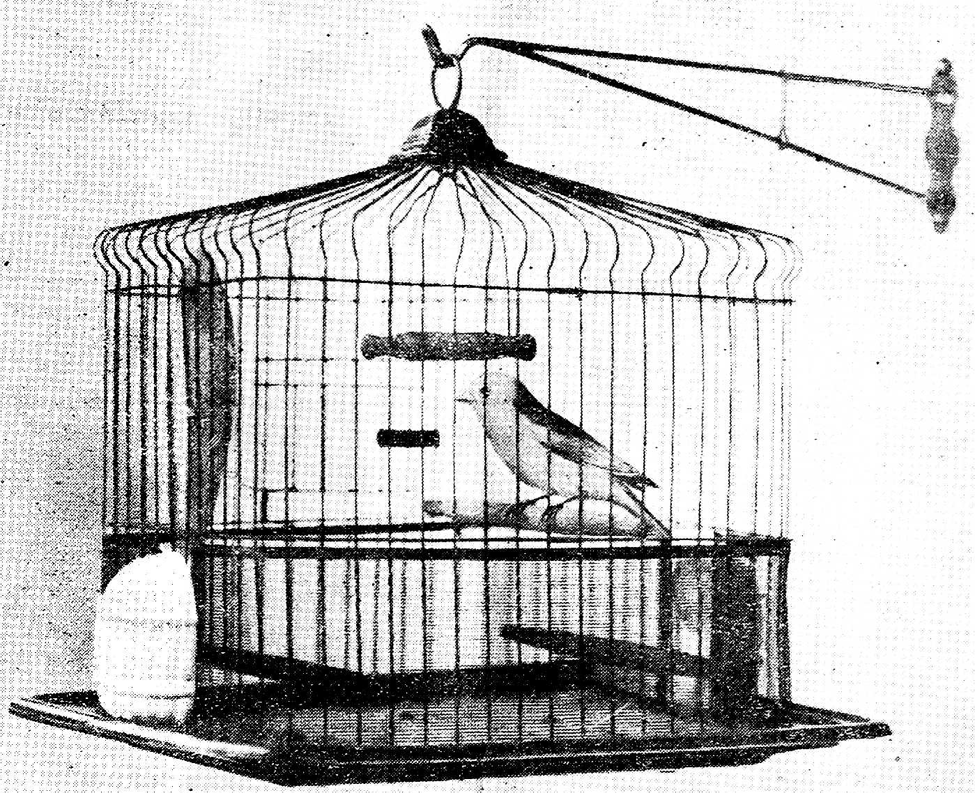 Canary in a bird cage